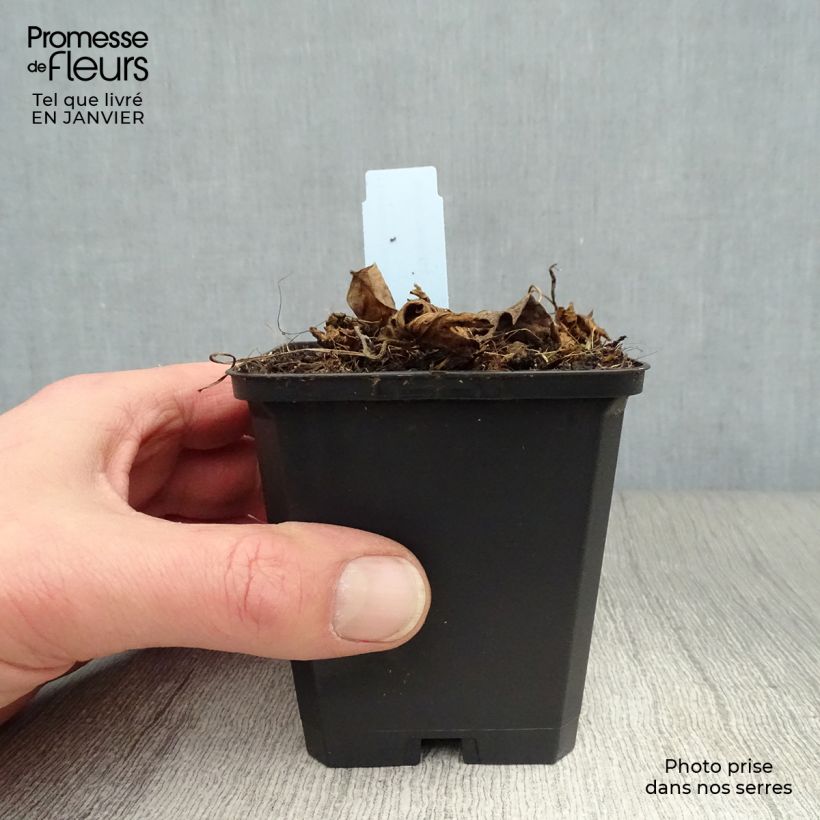 Geranium Azure Rush Vasetto da 8/9 cm esemplare consegnato in inverno