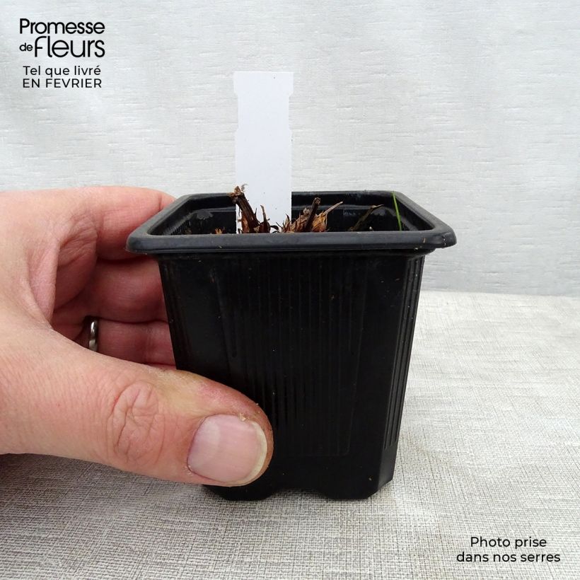 Geranium Blue Cloud Vasetto da 8/9 cm esemplare consegnato in inverno