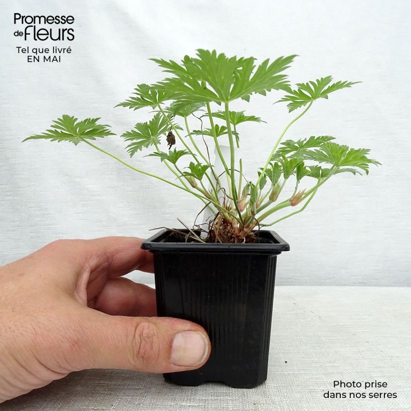 Geranium Blue Cloud Vasetto da 8/9 cm esemplare consegnato in primavera