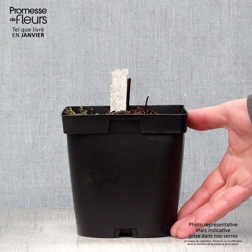 Geranium Blue Cloud Vaso da 2L/3L esemplare consegnato in inverno