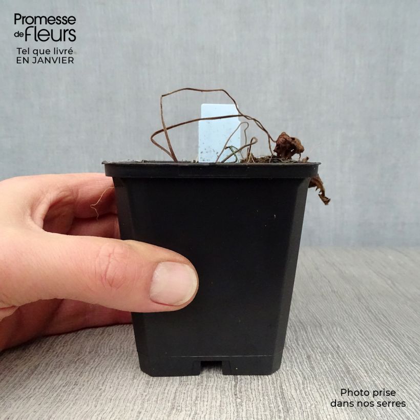 Geranium Blue Sunrise Vasetto da 8/9 cm esemplare consegnato in inverno