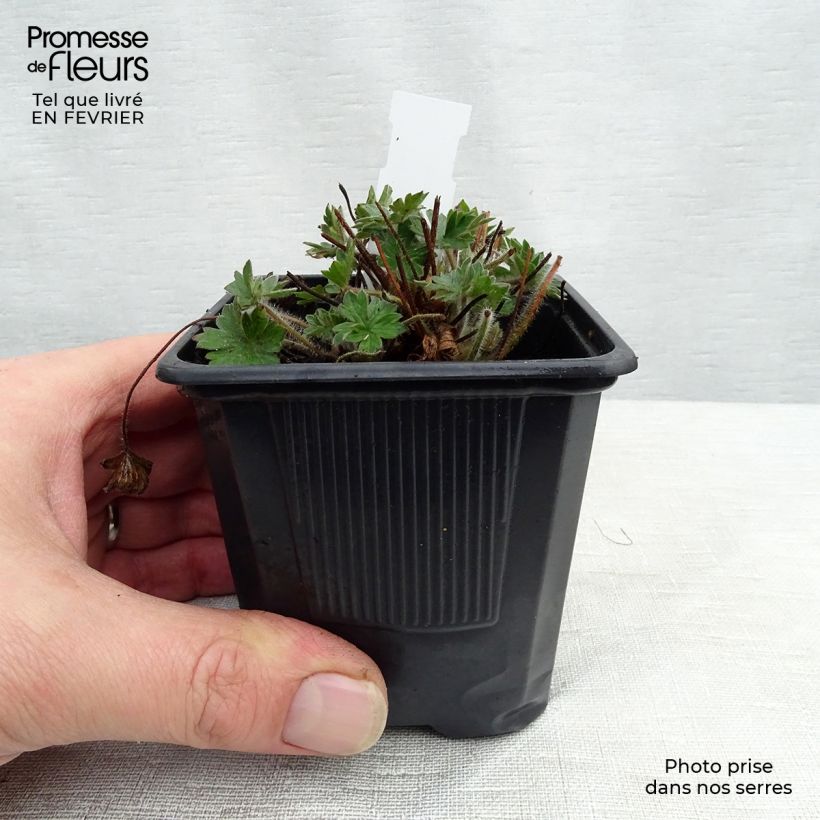 Geranium sanguineum Blushing Turtle - Geranio sanguigno Vasetto da 8/9 cm esemplare consegnato in inverno