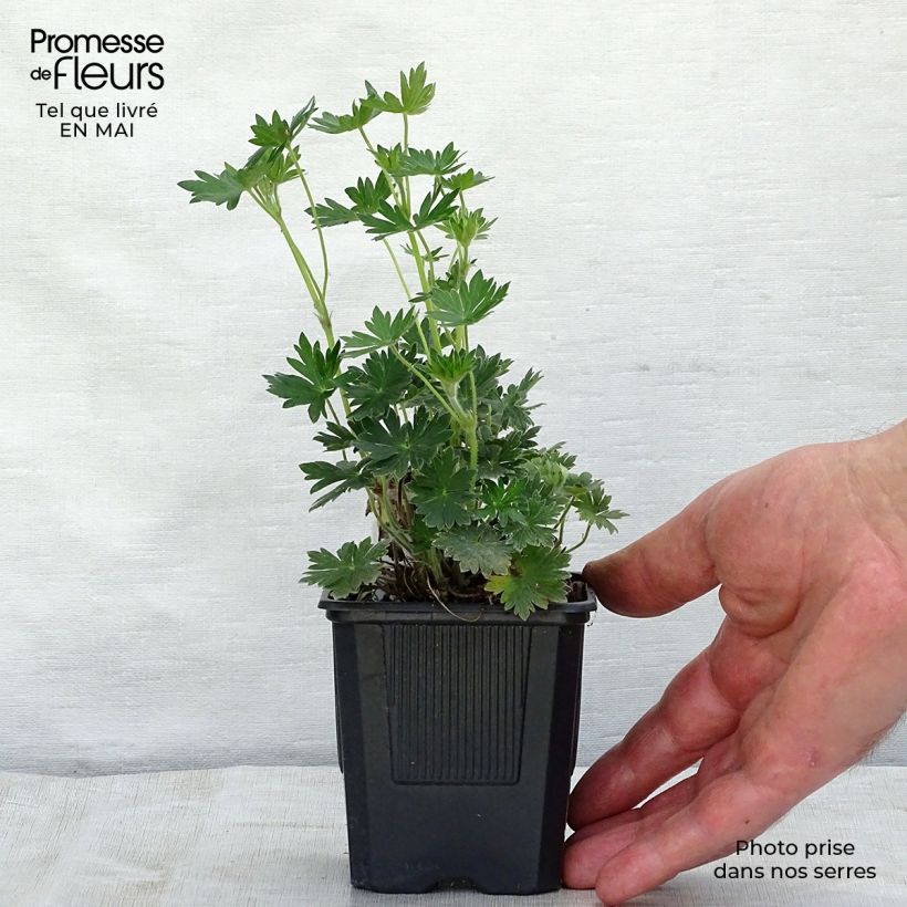 Geranium sanguineum Blushing Turtle - Geranio sanguigno Vasetto da 8/9 cm esemplare consegnato in primavera