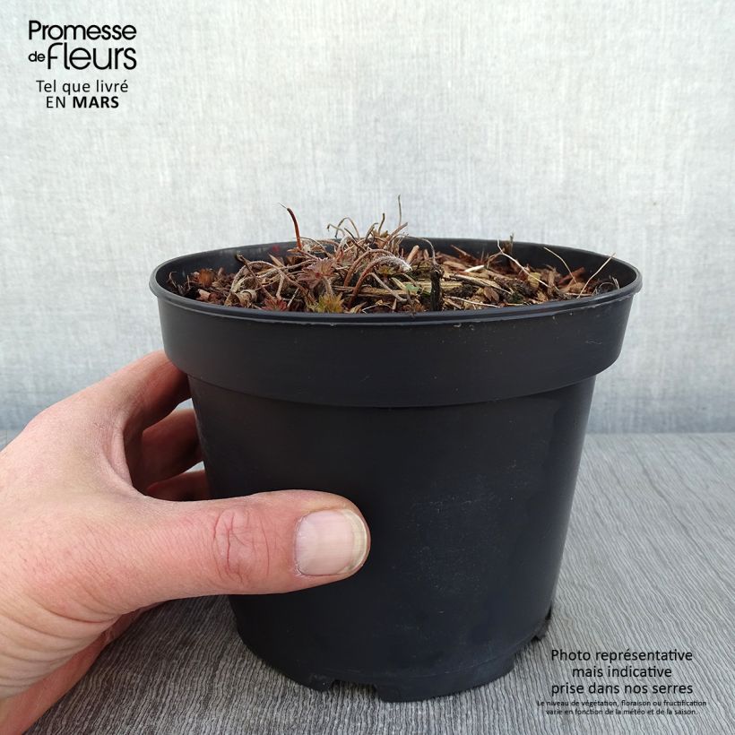 Geranium sanguineum Blushing Turtle - Geranio sanguigno Vaso da 2L/3L esemplare consegnato in inverno