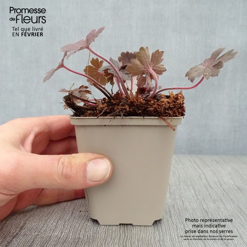 Geranium sessiliflorum Bob's Blunder Vasetto da 8/9 cm esemplare consegnato in inverno