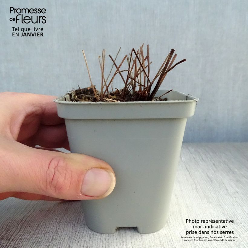 Geranium Brookside Vasetto da 8/9 cm esemplare consegnato in inverno