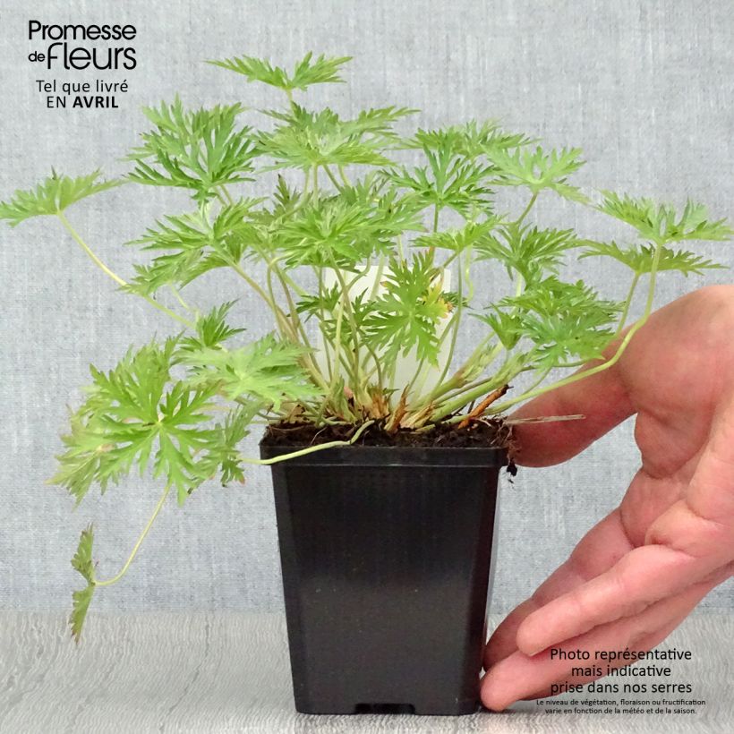 Geranium Brookside Vasetto da 8/9 cm esemplare consegnato in primavera