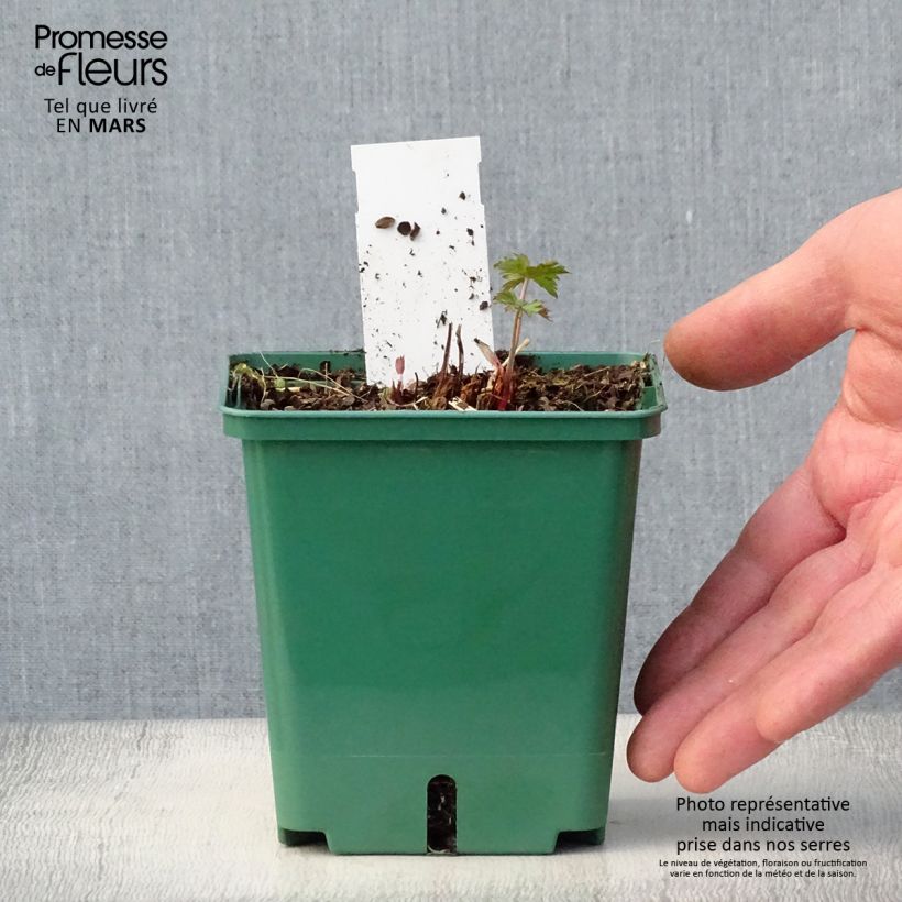 Geranium Brookside Vaso da 1L/1,5L esemplare consegnato in primavera