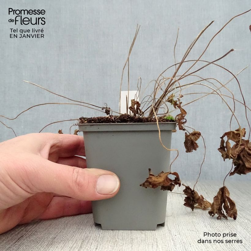 Geranium psilostemon Catherine Deneuve Vasetto da 8/9 cm esemplare consegnato in inverno