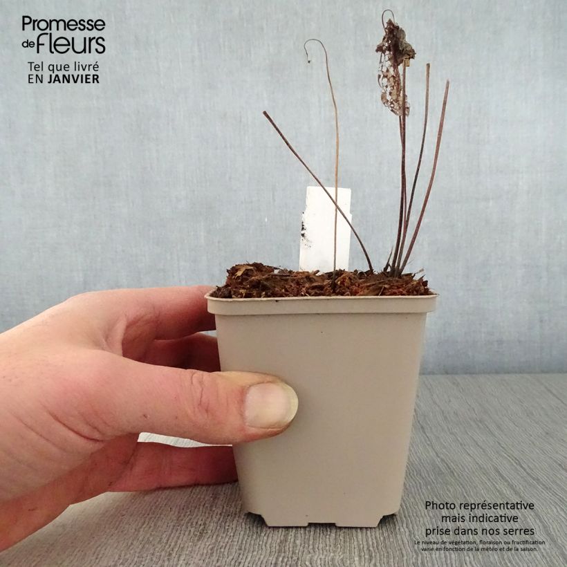 Geranium Chantilly Vasetto da 8/9 cm esemplare consegnato in inverno