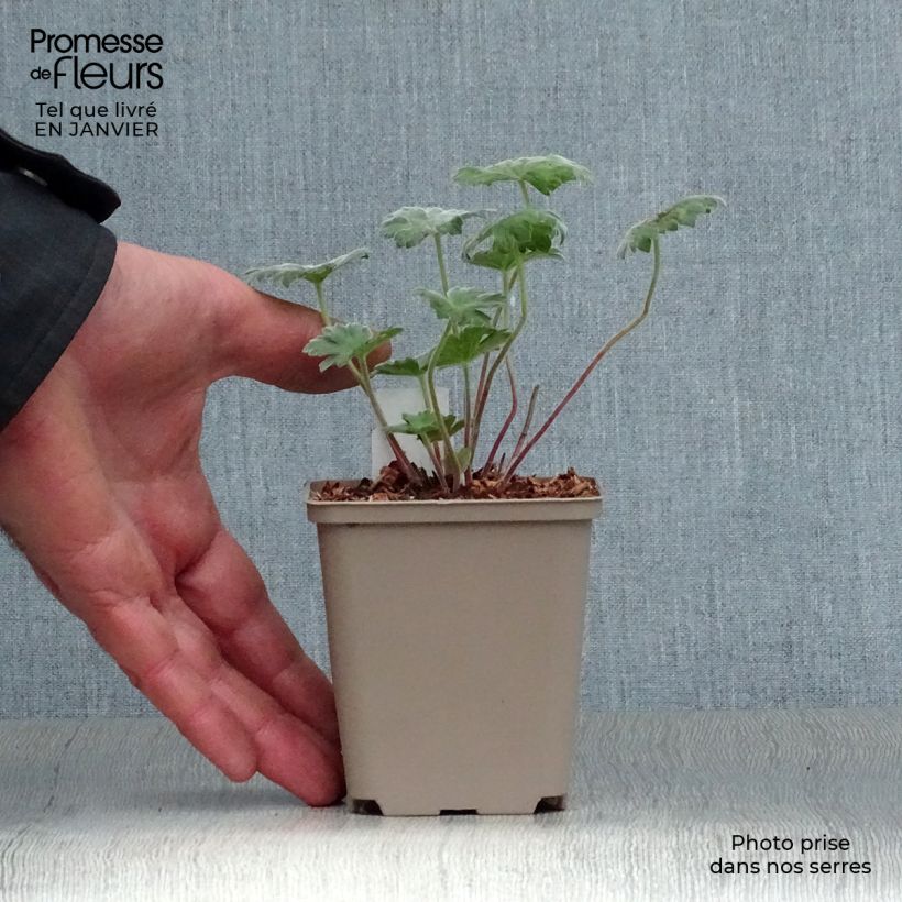 Geranium Coombland White Vasetto da 8/9 cm esemplare consegnato in inverno