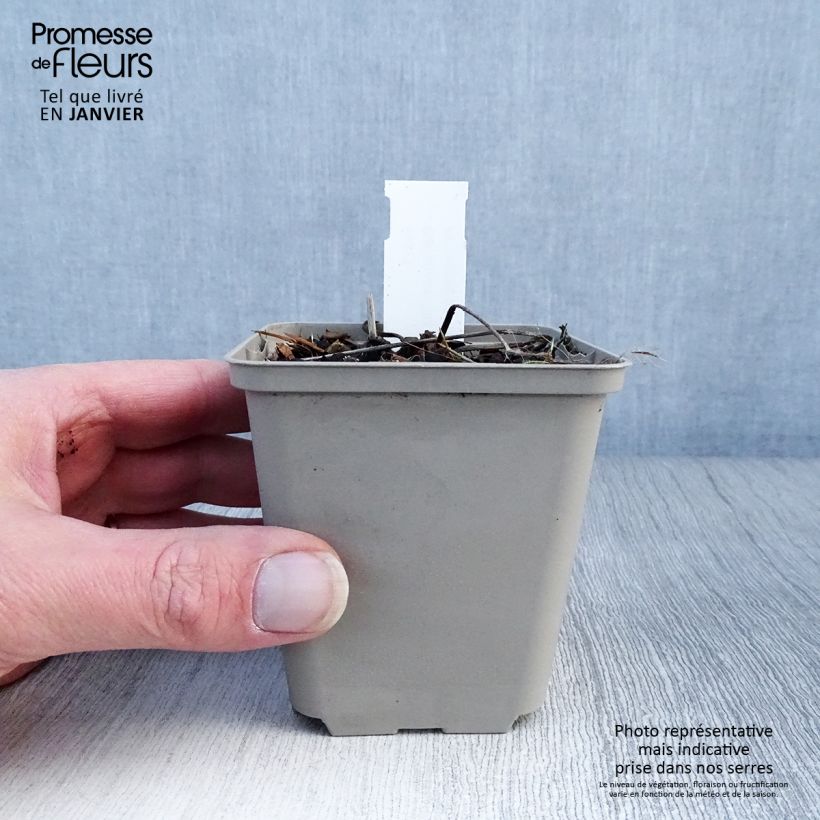 Geranium Censation Daily Purple Vasetto da 8/9 cm esemplare consegnato in inverno