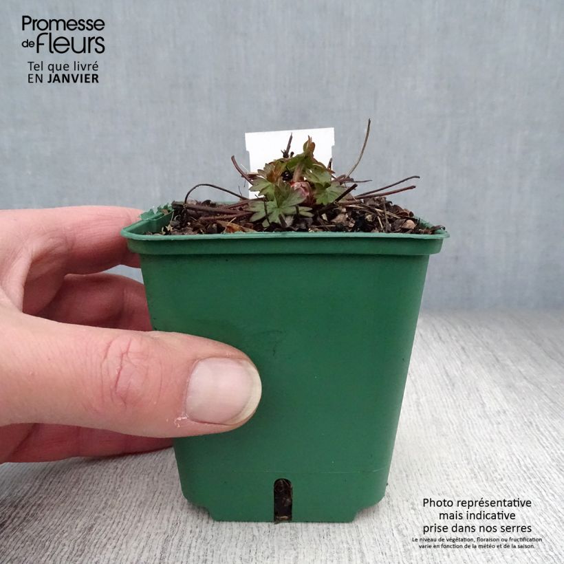 Geranium Dilys Vasetto da 8/9 cm esemplare consegnato in inverno