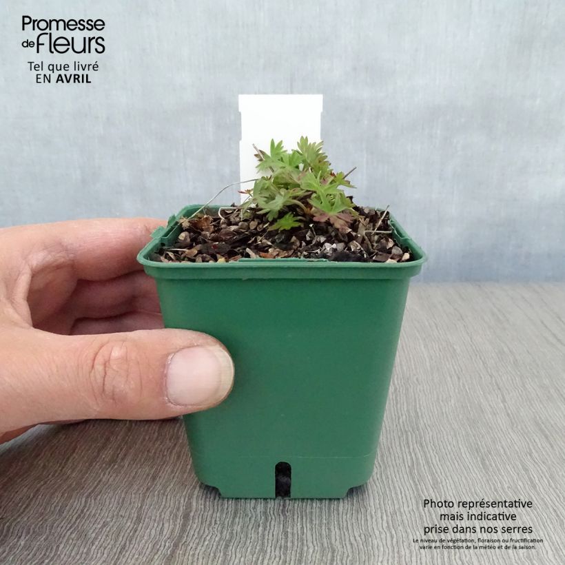 Geranium Dilys Vasetto da 8/9 cm esemplare consegnato in primavera