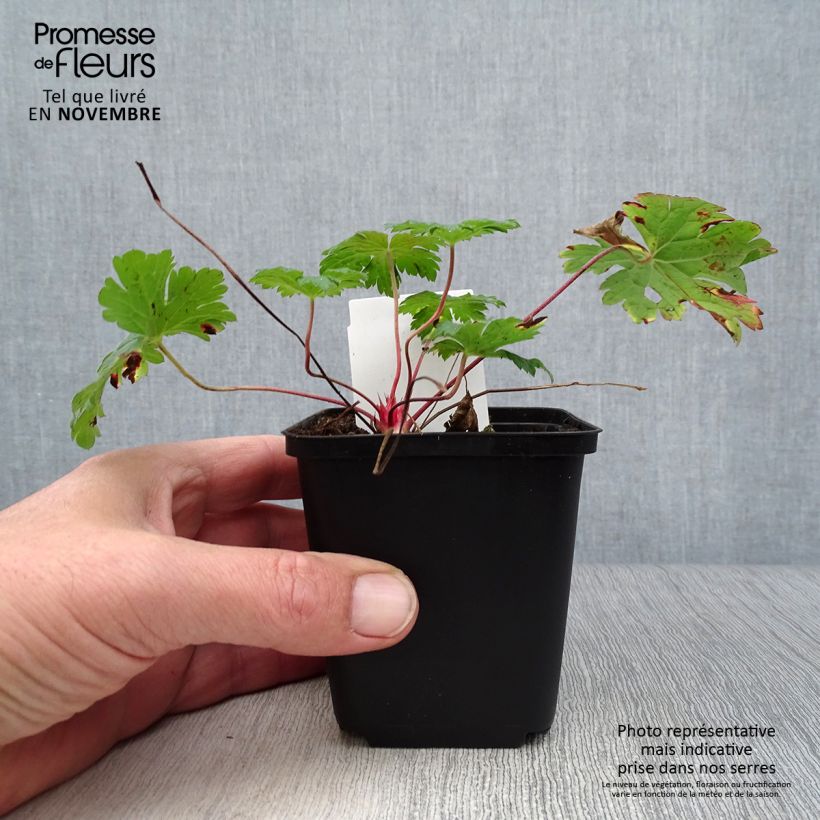 Esemplare di Geranium Dragon Heart Vasetto da 8/9 cm come consegnato in autunno