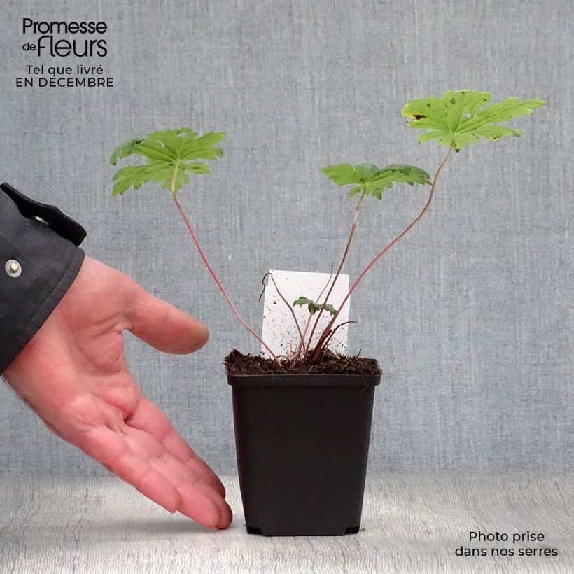 Geranium Dragon Heart Vasetto da 8/9 cm esemplare consegnato in inverno