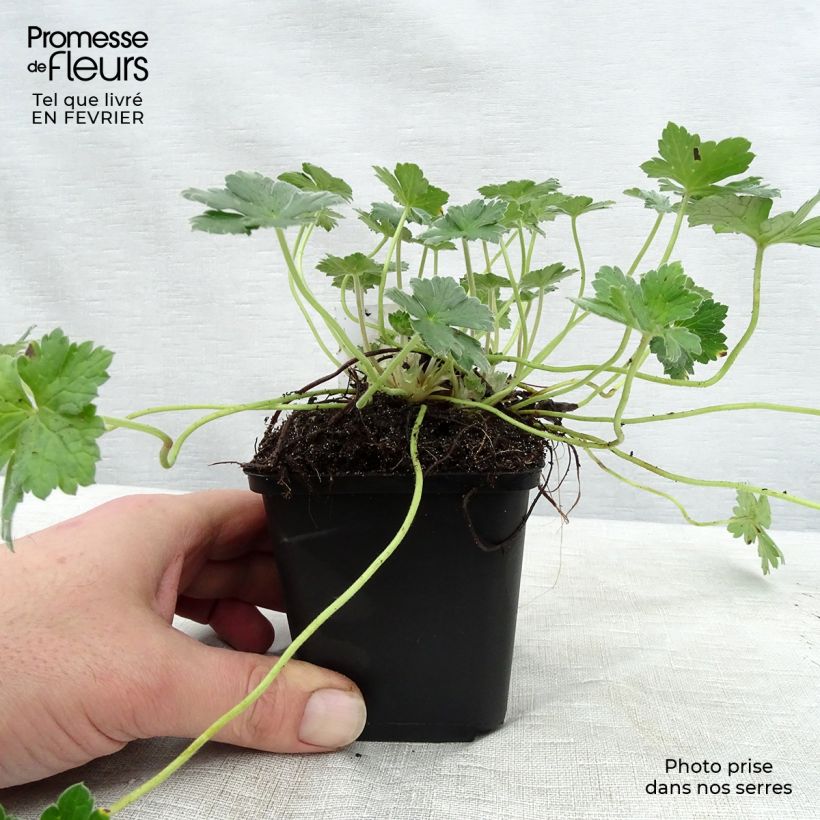 Geranium Dreamland Vasetto da 8/9 cm esemplare consegnato in inverno