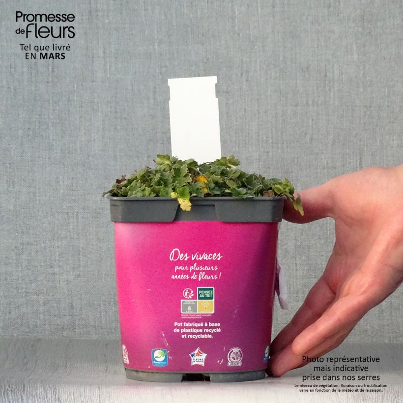 Geranium Dreamland Vaso da 2L/3L esemplare consegnato in primavera