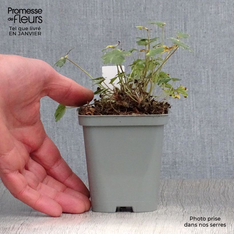 Geranium oxonianum Dusky Crug Vasetto da 8/9 cm esemplare consegnato in inverno