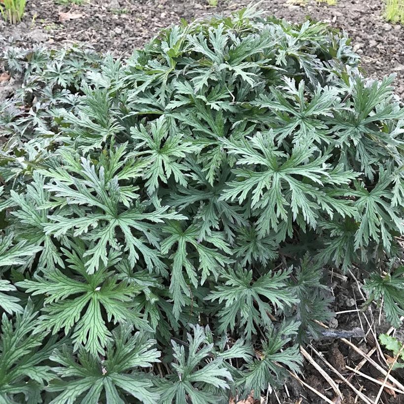 Geranium Femme Fatale (Fogliame)
