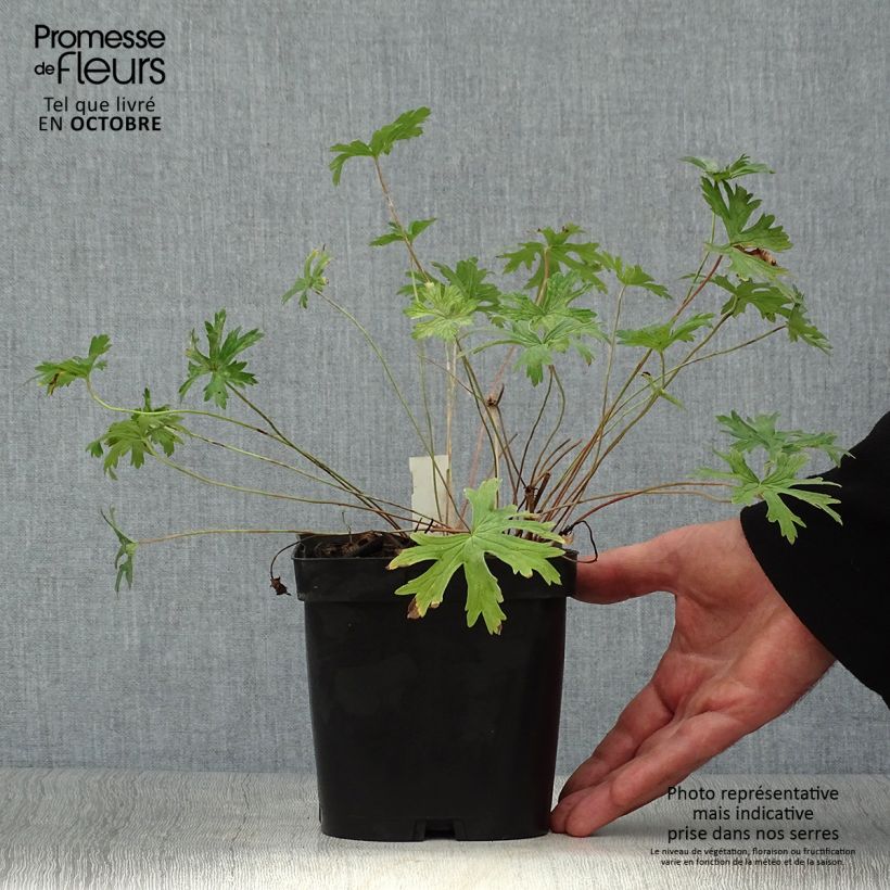 Esemplare di Geranium Johnson's Blue Vaso da 2L/3L come consegnato in autunno