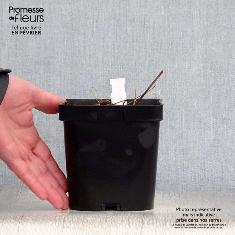 Geranium Johnson's Blue Vaso da 2L/3L esemplare consegnato in inverno