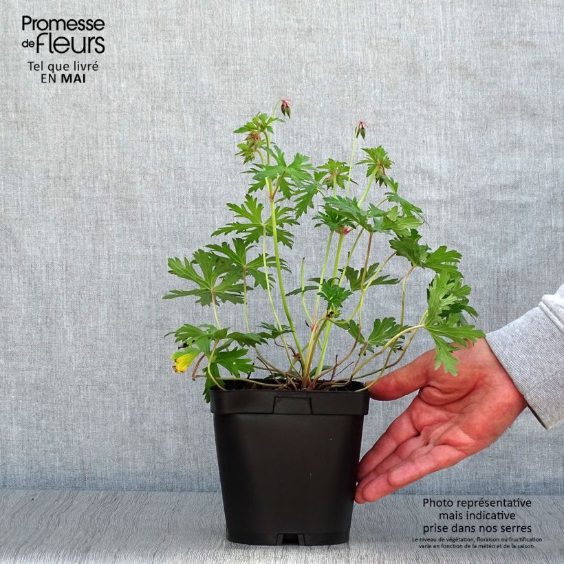 Geranium Johnson's Blue Vaso da 2L/3L esemplare consegnato in primavera