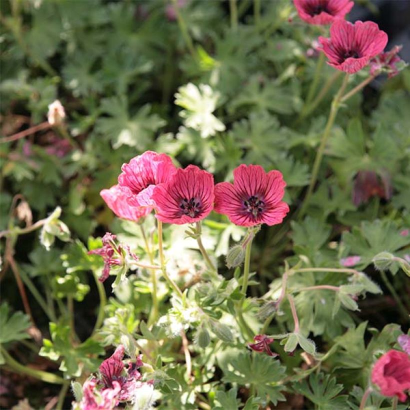 Geranium cinereum Jolly Jewel Salmon (Fioritura)