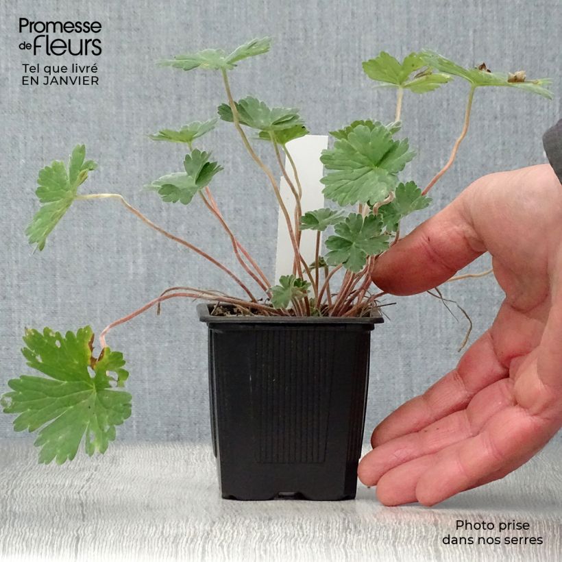 Geranium Joy Vasetto da 8/9 cm esemplare consegnato in inverno