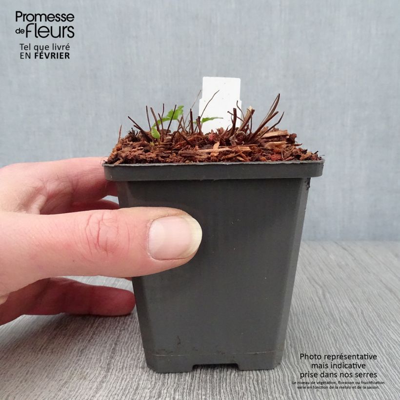 Geranium Karen Wouters Vasetto da 8/9 cm esemplare consegnato in inverno