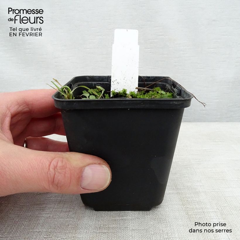 Geranium Lea Vasetto da 8/9 cm esemplare consegnato in inverno