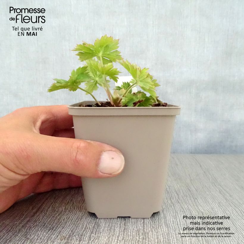 Geranium wallichianum Lilac Ice Vasetto da 8/9 cm esemplare consegnato in primavera