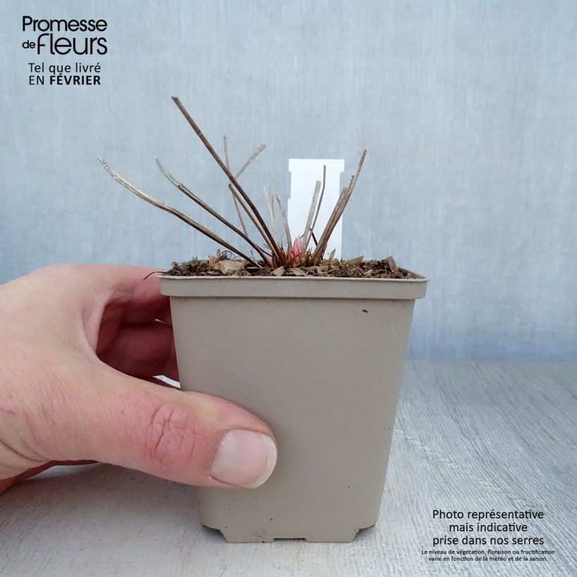 Geranium Nimbus Vasetto da 8/9 cm esemplare consegnato in inverno