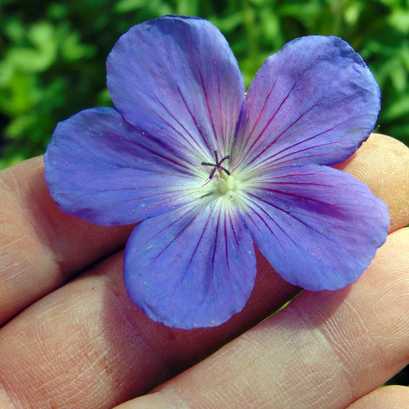 Geranium Orion (Fioritura)