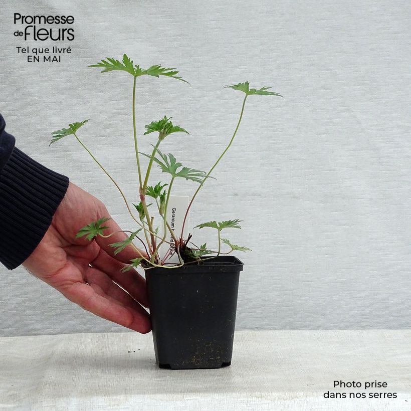 Geranium Orion Vasetto da 8/9 cm esemplare consegnato in primavera