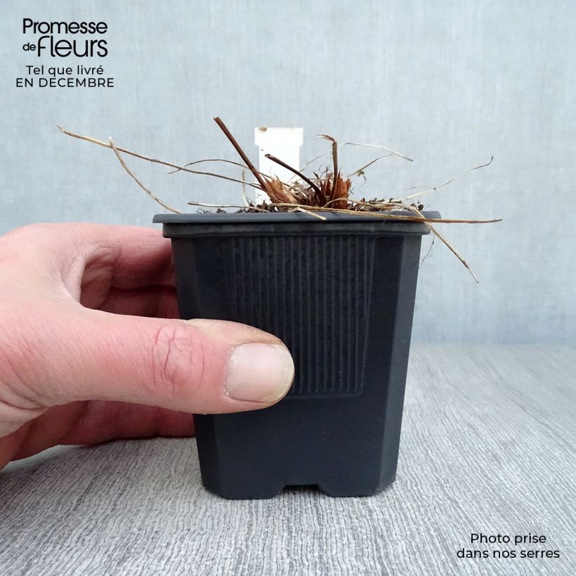 Geranium Orion Vasetto da 8/9 cm esemplare consegnato in inverno