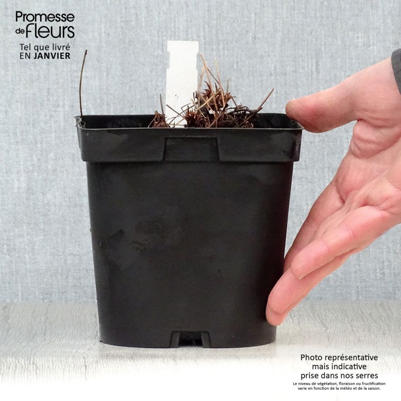 Geranium Orion Vaso da 2L/3L esemplare consegnato in inverno