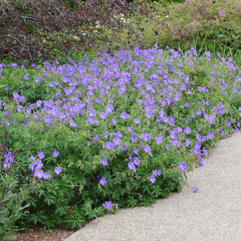 Geranium Orion (Porto)