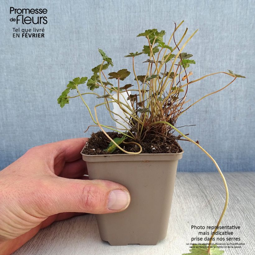 Geranium oxonianum Orkney Cherry Vasetto da 8/9 cm esemplare consegnato in inverno