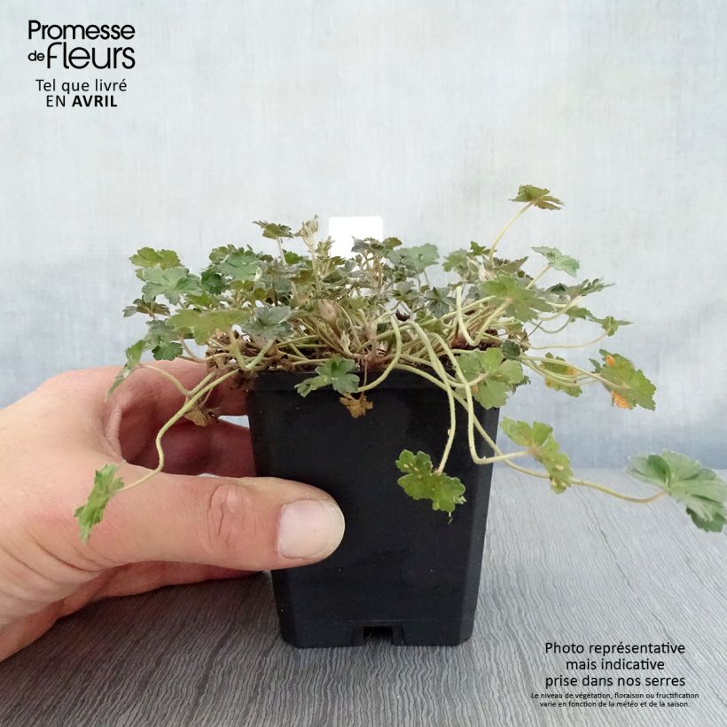 Geranium oxonianum Orkney Cherry Vasetto da 8/9 cm esemplare consegnato in primavera