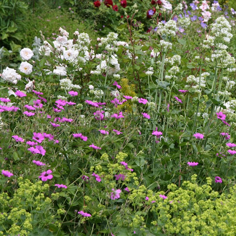 Geranium Patricia (Porto)