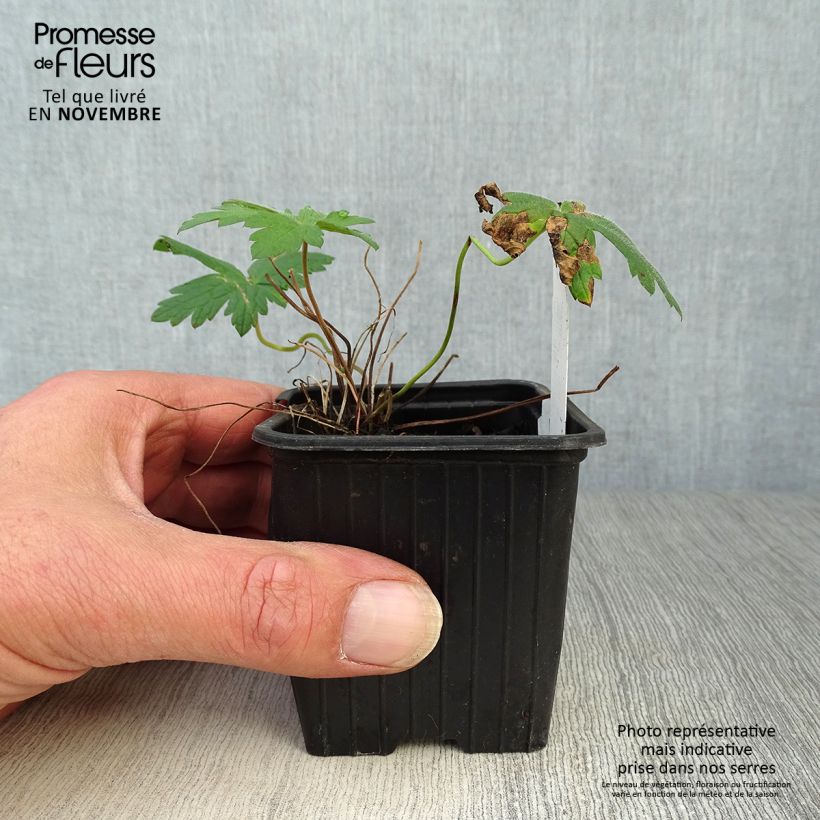 Esemplare di Geranium Patricia Vasetto da 8/9 cm come consegnato in autunno