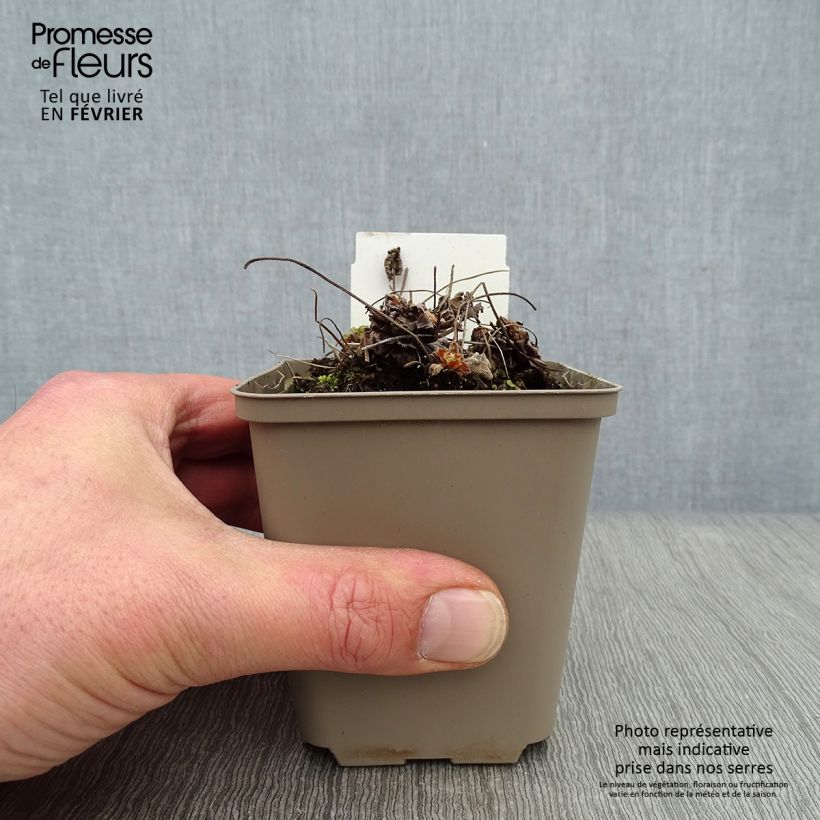 Geranium renardii Philippe Vapelle Vasetto da 8/9 cm esemplare consegnato in inverno