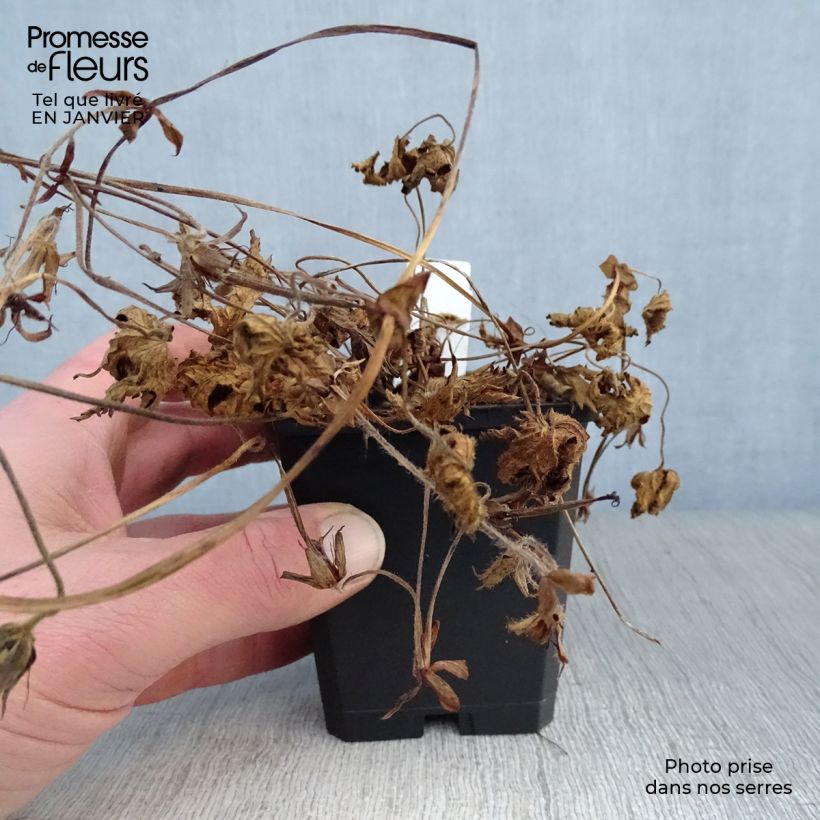 Geranium Pink Penny Vasetto da 8/9 cm esemplare consegnato in inverno