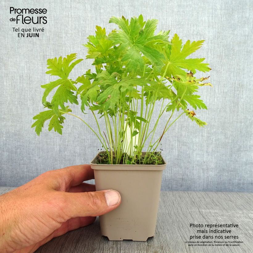 Geranium sylvaticum Prelude - Geranio silvano Vasetto da 8/9 cm esemplare consegnato in primavera