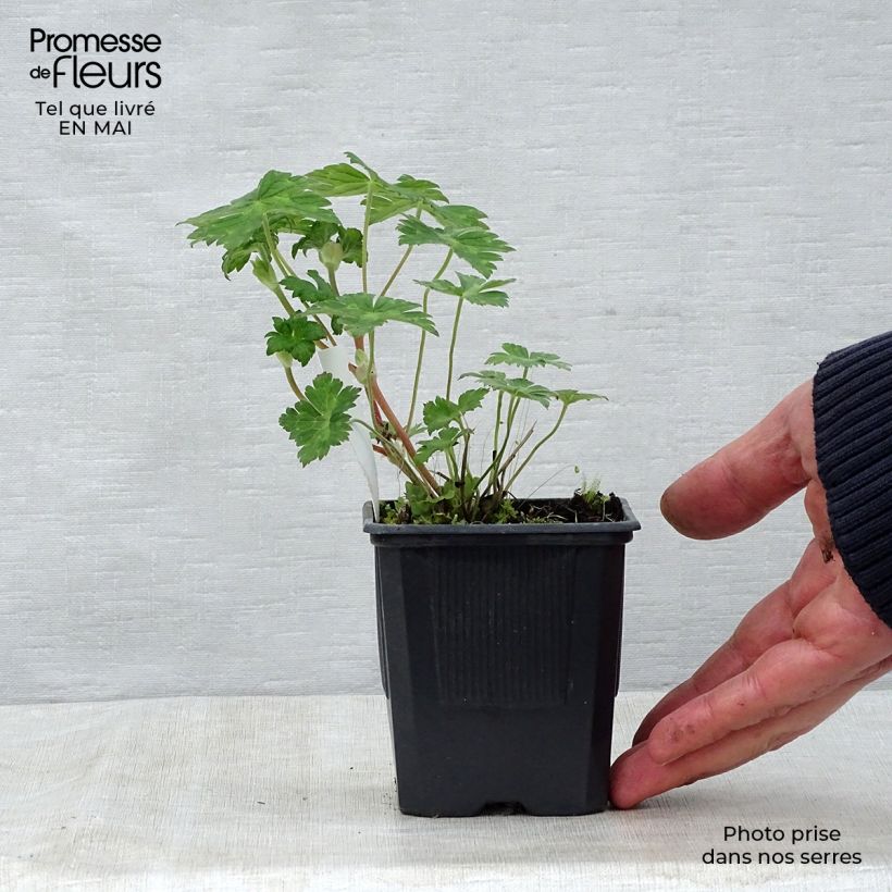 Geranium Rise and Shine Vasetto da 8/9 cm esemplare consegnato in primavera