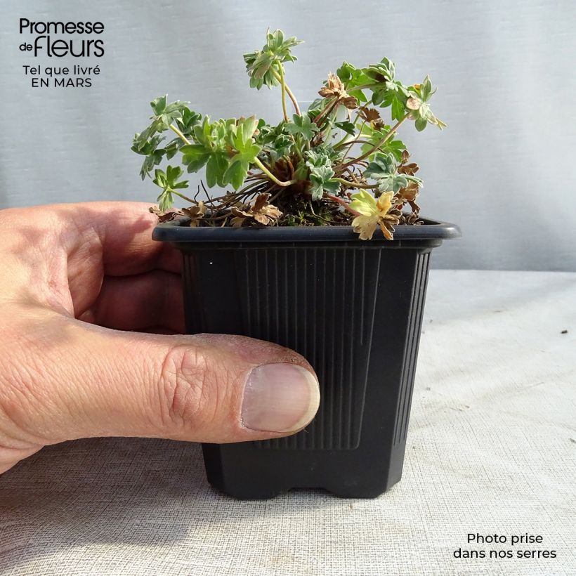 Geranium cinereum Rothbury Gem Vasetto da 8/9 cm esemplare consegnato in inverno