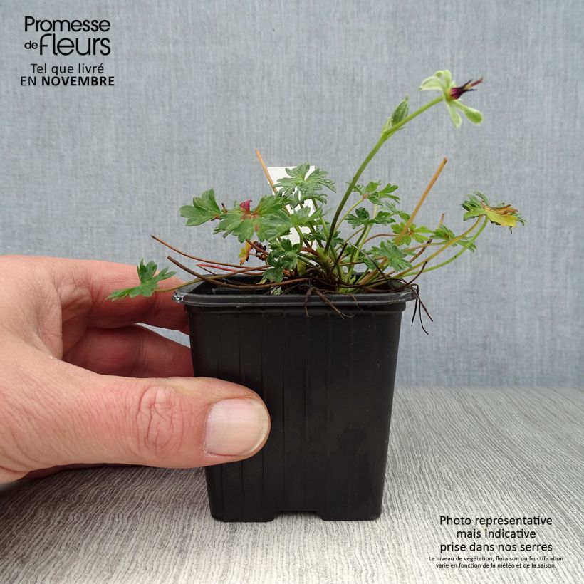 Esemplare di Geranium cinereum Rothbury Gem Vasetto da 8/9 cm come consegnato in autunno