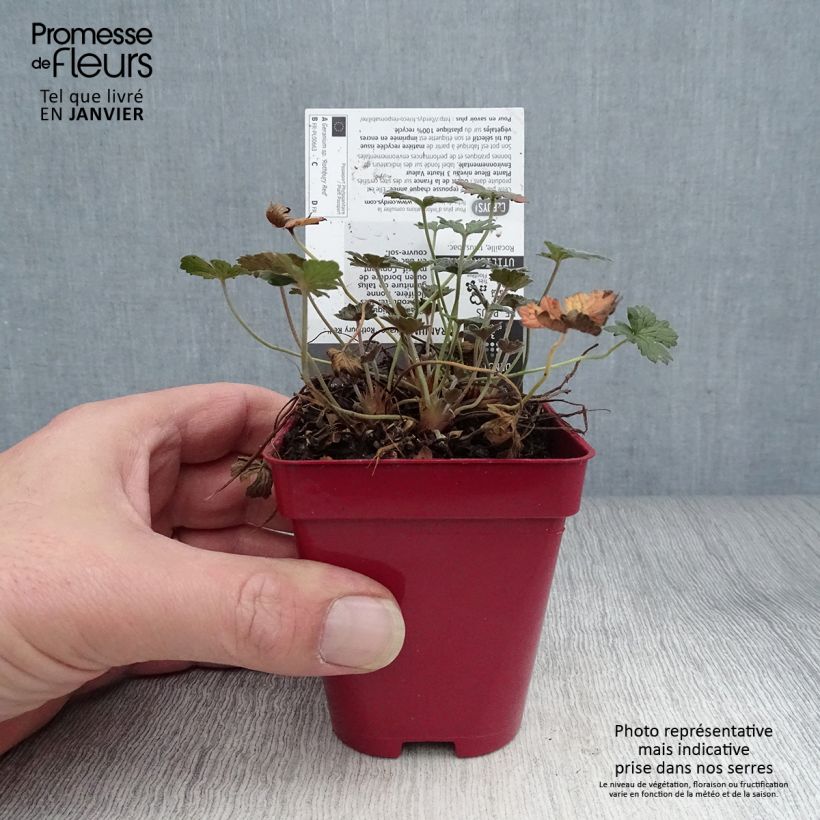 Geranium Rothbury Red Vasetto da 8/9 cm esemplare consegnato in inverno