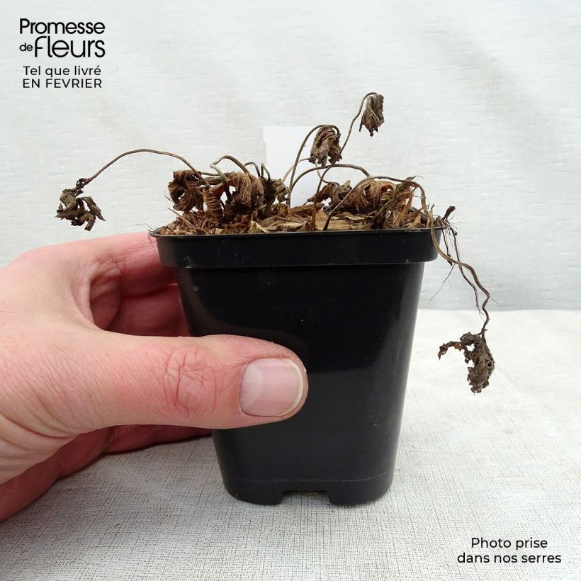 Geranium Rozanne Vasetto da 8/9 cm esemplare consegnato in inverno